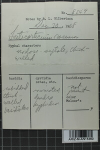 Corticium roseum image