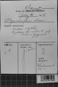 Mycoacia fuscoatra image