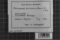 Peniophora polygonia image