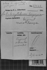 Subulicystidium longisporum image