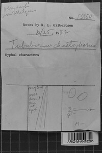 Tubulicrinis chaetophorus image