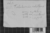 Tubulicrinis calothrix image