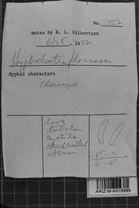 Hyphodontia floccosa image
