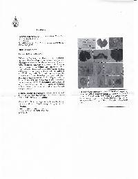 Ferrarisia philippina image