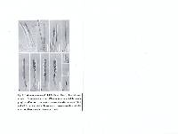 Lachnum agaricinum image