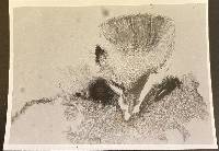 Unguiculariella bhutanica image
