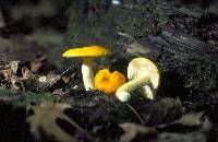 Russula simillima image