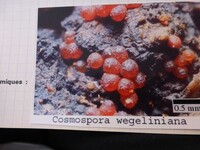 Cosmospora wegeliniana image