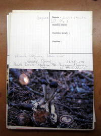 Elaphocordyceps rouxii image