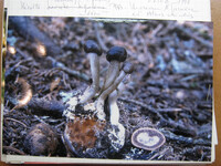 Elaphocordyceps rouxii image