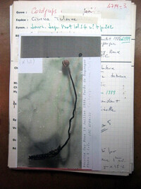 Cordyceps cinerea image