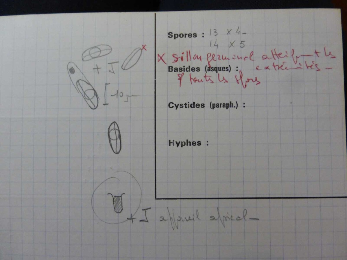 Xylaria hypoxylon var. cupressiformis image
