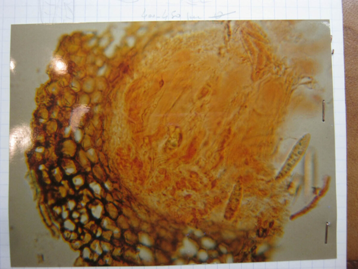 Thaxteriella pezizula image