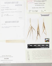 Puccinia subnitens image