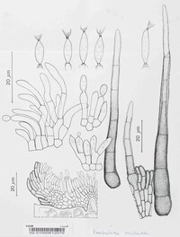 Image of Koorchaloma occidentalis