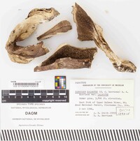 Sarcodon calvatus image