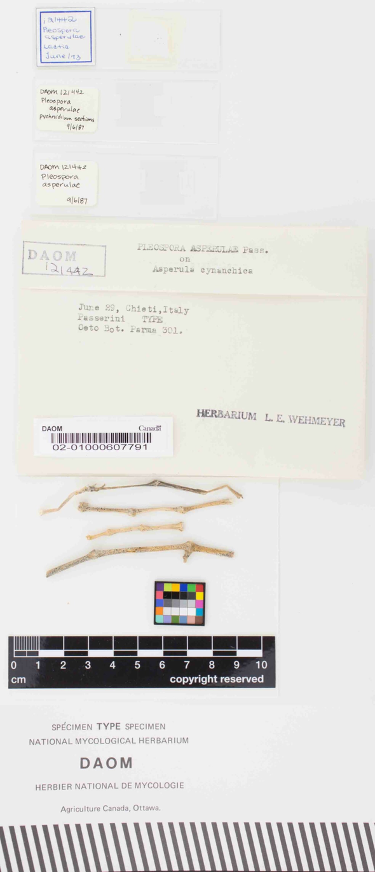 Pleospora asperulae image