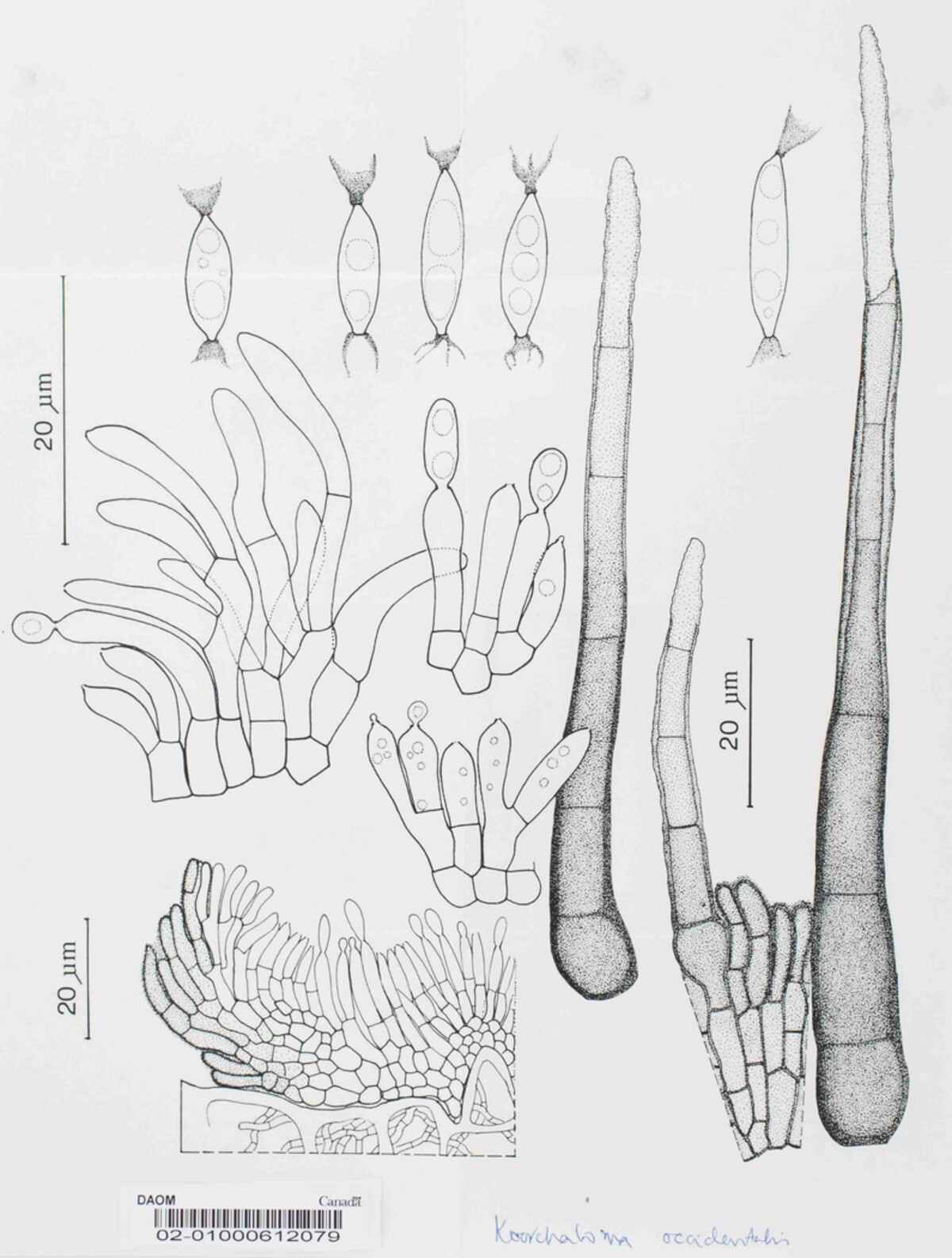 Koorchaloma occidentalis image