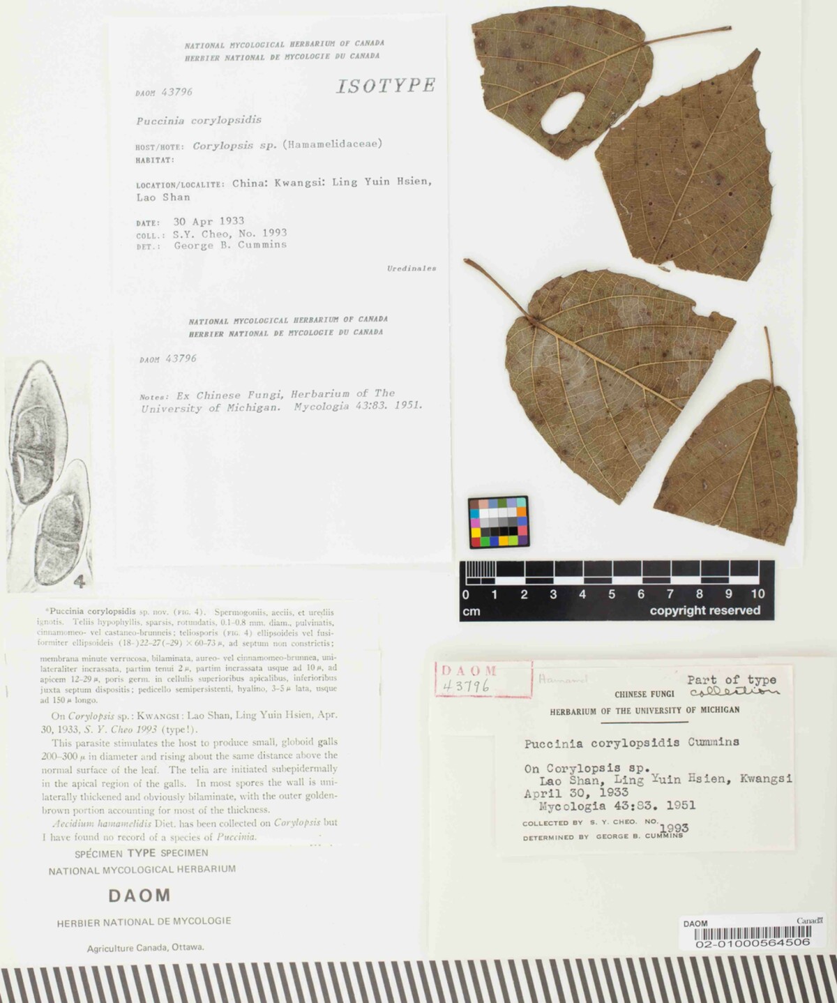 Puccinia corylopsidis image