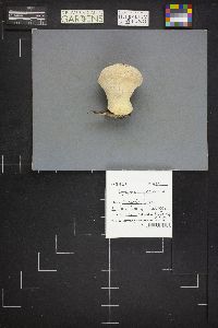 Lycoperdon floccosum image