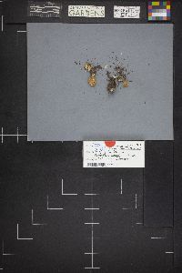 Cystodermella granulosa image