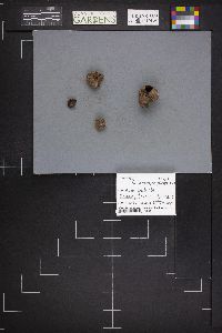 Rhizopogon pinyonensis image