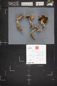 Cortinarius camphoratus image