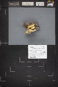 Pleurotus pulmonarius image