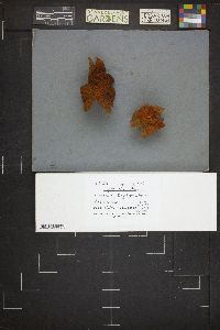 Mycenastrum corium subsp. ferrugineum image