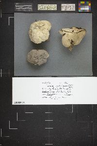 Calvatia cyathiformis image