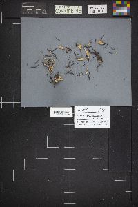 Spathularia flavida image