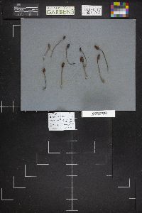 Leratiomyces cucullatus image
