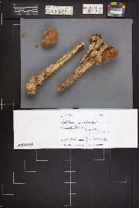 Battarrea phalloides image