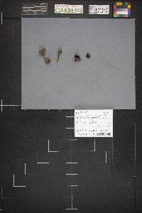 Panaeolus fimicola image