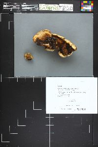 Albatrellus ovinus image