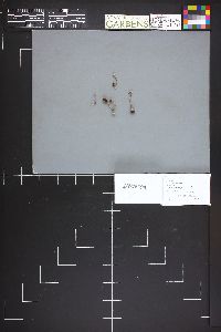 Cortinarius lignarius image