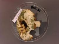 Russula crustosa image