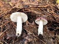 Russula sericeonitens image