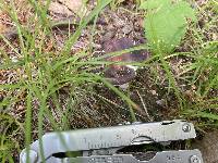 Russula sericeonitens image