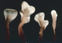 Spathularia velutipes image