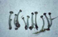 Coryne atrovirens image