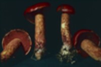 Boletus frostii image