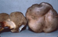 Retiboletus griseus image