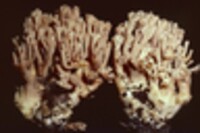 Ramaria maculospora image