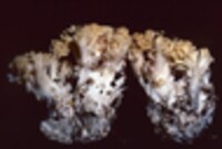 Ramaria cystidiophora var. fabiolens image