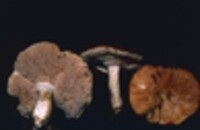 Hydnum rufescens image