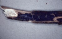 Pulcherricium caeruleum image