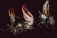 Pseudocolus fusiformis image