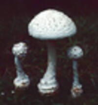 Amanita cokeri image