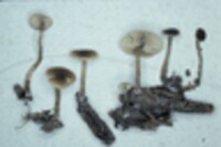 Callistosporium luteo-olivaceum image